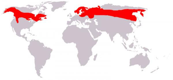Figure 1: Elk distribution / Source: Jürgen Gruiker Jrockley, Wikimedia Commons (CC BY-SA-3.0)