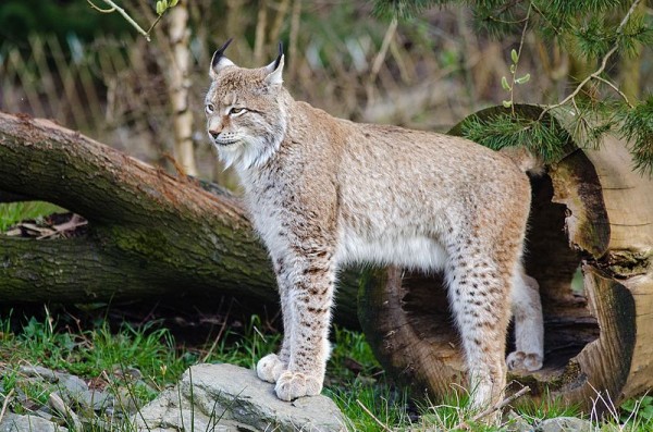 Picture 1: a lynx / Source: Mathias Appel, Wikimedia Commons (CC0)