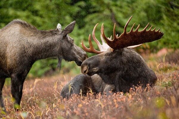 Figure 2: Two Elk / Source: Ryan Hagerty, Wikimedia Commons (Public Domain)