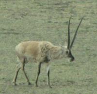 Tibetaanse antilope / Bron: 6-A04-W96-K38-S41-V38, Wikimedia Commons (CC BY-SA-4.0)