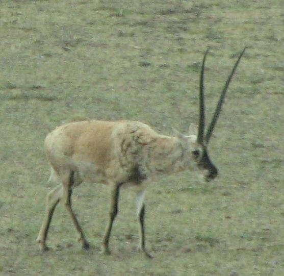 Tibetan Antelope / Source: 6-A04-W96-K38-S41-V38, Wikimedia Commons (CC BY-SA-4.0)