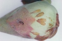 Eieren op bloemknop, buitenste weefsellaag weggehaald. / Bron: Dr. P. Christiansen-Weniger