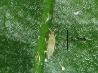 De larve van een trips / Bron: M.J., Wikimedia Commons (CC BY-SA-2.0)