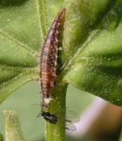 Bijna volgroeide larve van de gaasvlieg verschalk een bladluis / Bron: Eric Steinert, Wikimedia Commons (CC BY-SA-3.0)