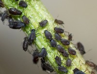 Een kolonie zwarte bonenluis / Bron: Alvesgaspar, Wikimedia Commons (CC BY-SA-3.0)