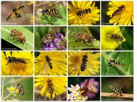 Een variëteit aan soorten zweefvliegen / Bron: Alvesgaspar, Wikimedia Commons (CC BY-SA-3.0)
