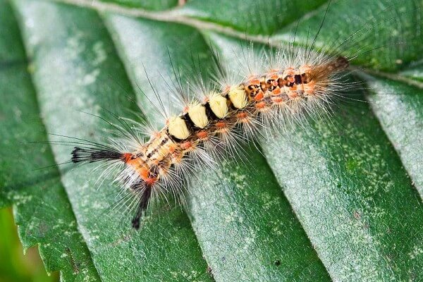 Caterpillar / Source: Andrew Dunn, Wikimedia Commons (CC BY-SA-2.0)