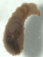 Nematoden binnenin een larve van een mier / Bron: S.E. Thorpe, Wikimedia Commons (Publiek domein)
