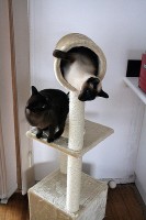 Een traditioneel kattenmeubel combineert ook het rust-, speel- en krabaspect. Merk wel op dat de krabpaaltjes te kort en moeilijk bereikbaar zijn voor de katten, waardoor deze hun nageltjes niet zo goed kunnen krabben / Bron: Safetypinheart, Flickr (CC BY-2.0)