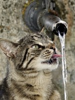 Voorzie altijd voldoende water voor jouw kat / Bron: Suju, Pixabay