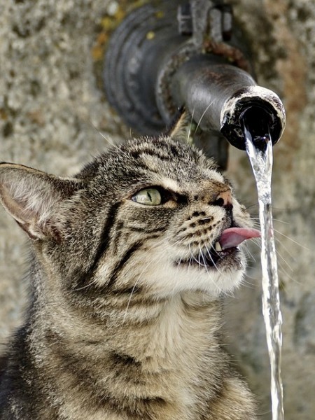 Always provide enough water for your cat / Source: Suju, Pixabay
