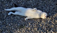 Veel katten die buiten leven zullen schaduwrijke plekjes opzoeken / Bron: Pasja1000, Pixabay