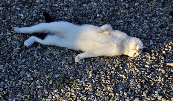Many cats that live outside will seek shady spots / Source: Pasja1000, Pixabay