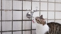 Ook een lekkende of stromende kraan zal door katten benut worden om te drinken / Bron: S9234460, Pixabay