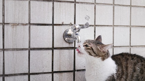 A leaky or running tap will also be used by cats for drinking / Source: S9234460, Pixabay