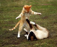 Een nieuwe kat kan jouw dikke kat soms helpen meer te bewegen door met hem te spelen / Bron: Rihaij, Pixabay