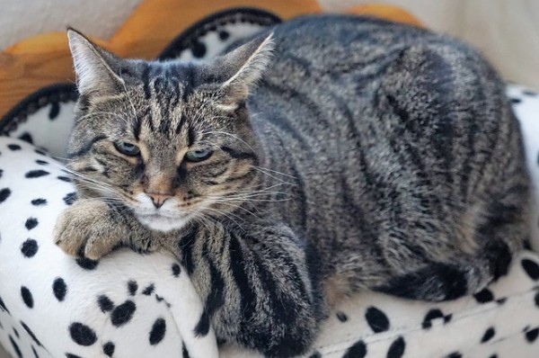 An overweight cat can develop diabetes / Source: Photosforyou, Pixabay