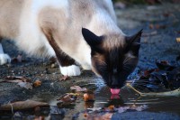 Katten zullen vaak uit plasjes drinken als ze buiten zijn / Bron: Rihaij, Pixabay