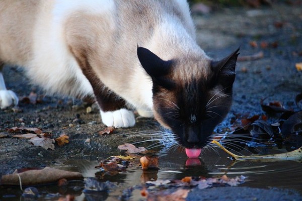 Cats will often drink from puddles when outside / Source: Rihaij, Pixabay