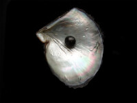 Zwarte parel met oesterschelp / Bron: Brocken Inaglory, Wikimedia Commons (CC BY-SA-3.0)