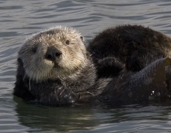 A sea otter / Source: Mike Baird, Wikimedia Commons (CC BY-2.0)