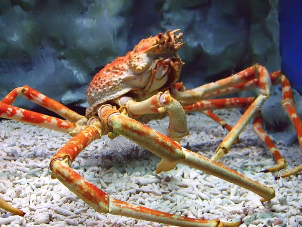 The Japanese spider crab has ten legs.  / Source: Tsarli (Charles Laigo) at en.wikipedia, Wikimedia Commons (CC BY-SA-3.0)