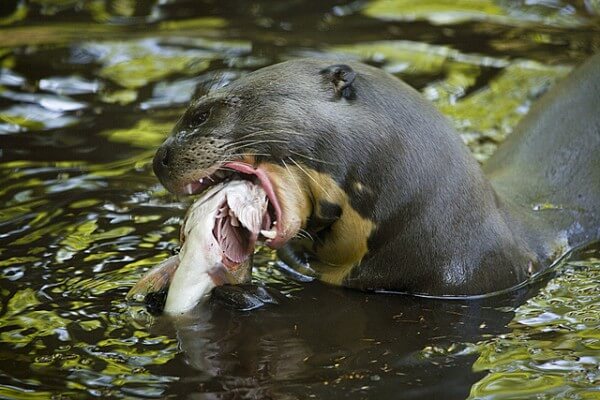 A giant otter / Source: Jlhopgood, Flickr (CC BY-ND-2.0)