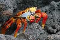 De Grapsus grapsus is een krabbensoort met felle kleuren. / Bron: Barfbagger, Wikimedia Commons (CC BY-SA-3.0)