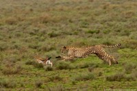 Een jagende cheeta / Bron: Vinodtiwari2608, Wikimedia Commons (CC BY-SA-4.0)